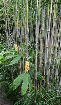 Bambus-Kln 