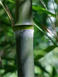 Bambus-Kln Phyllostachys atrovaginata - Detailansicht Halm nach dem Austrieb
