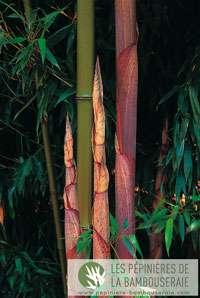 Bambus-Kln: Halmansicht von Phyllostachys Mannii - Ort: Kln