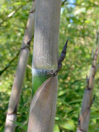 Bambus-Kln Halmaustrieb von Phyllostachys Nigra Henonis