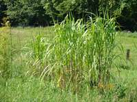 Miscanthus Giganteus Riesen Chinaschilf